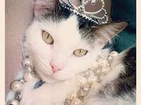 Instagram'ın zengin kedileri - Magazin Haberleri