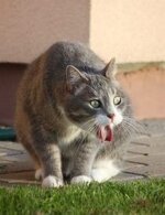 Cat Vomiting - Is It Normal_ - Two Crazy Cat Ladies.jpg