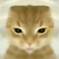 黄色い猫
