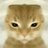 黄色い猫