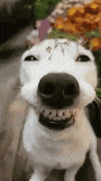Dog Smile GIF by MOODMAN